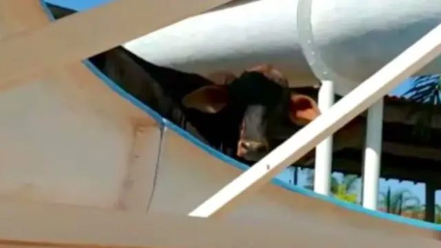sapi kabur ke taman air