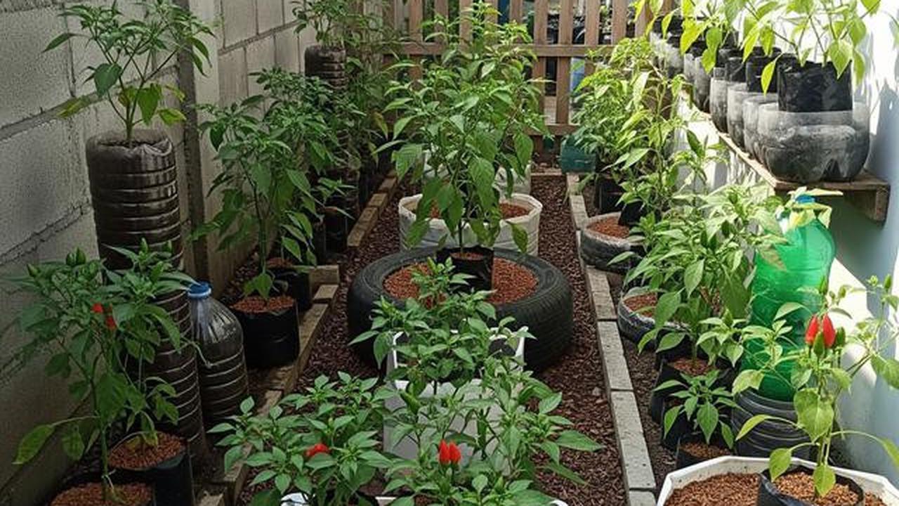 7 Ide Kebun Cabai Mini di Halaman Sempit Rumah Subsidi, Panen Melimpah di Lahan Terbatas