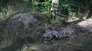 Gesit dan lincah, robot anjing ini dapat segera menjadi sekutu yang sangat berharga di garis depan bagi tentara Ukraina yang kekurangan tenaga untuk mengusir invasi Rusia, kata pembuatnya. (GENYA SAVILOV / AFP)