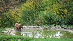 Di suaka beruang yang terletak di jantung Carpathians, Rumania, beberapa anak beruang baru saja tiba diyakini telah kehilangan induknya. (Mihai Barbu/AFP)