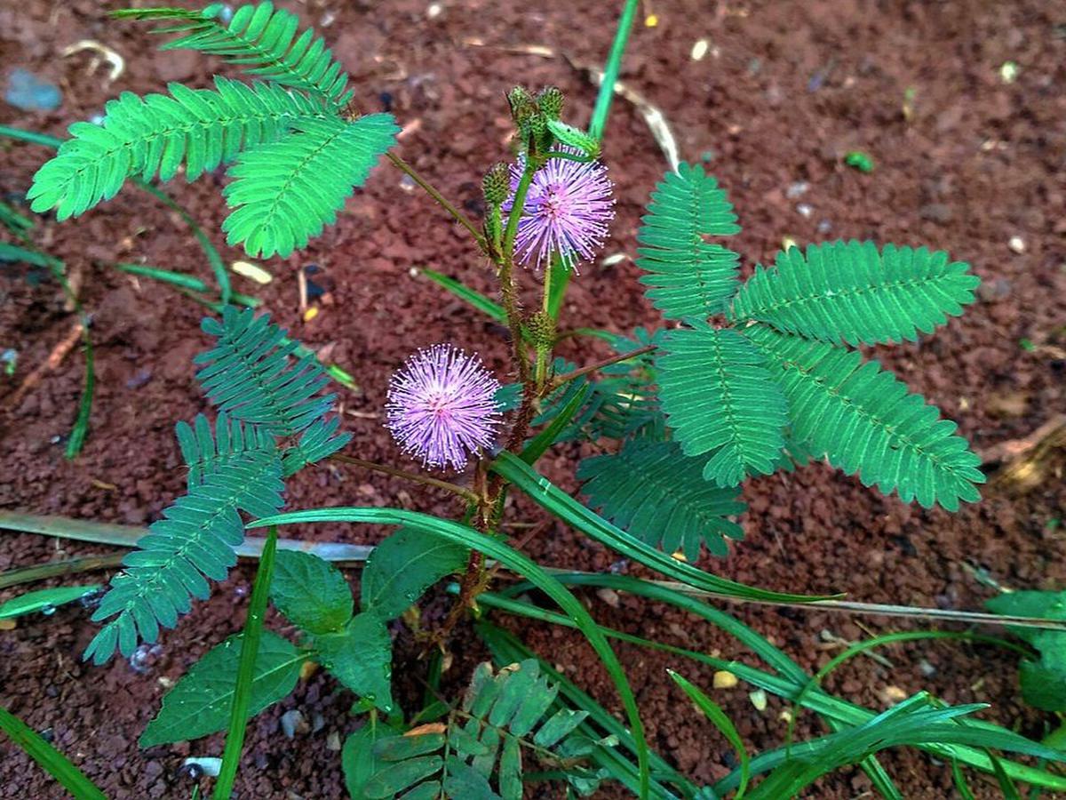 11. Daun Putri Malu