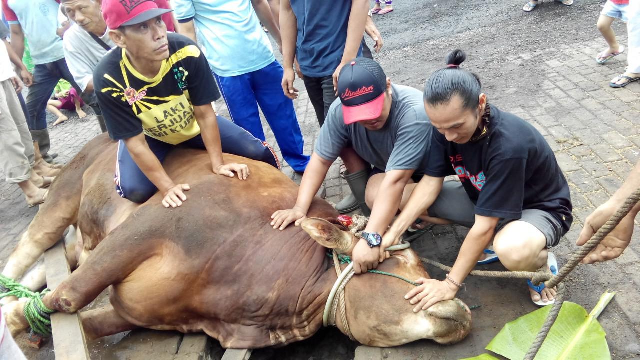 sapi jokowi