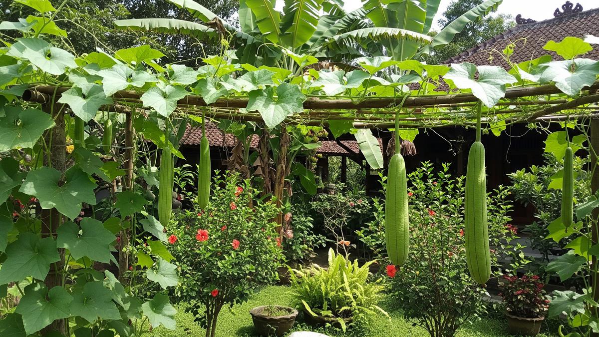 Cara Menanam Oyong agar Panen Banyak, Cocok di Pagar atau Rambatan