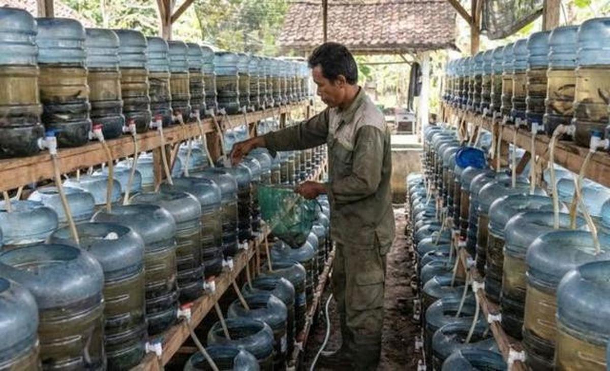 Jenis Ikan Kecil yang Bisa Diternak di Galon, Perawatan Mudah Cocok untuk Usaha Rumahan