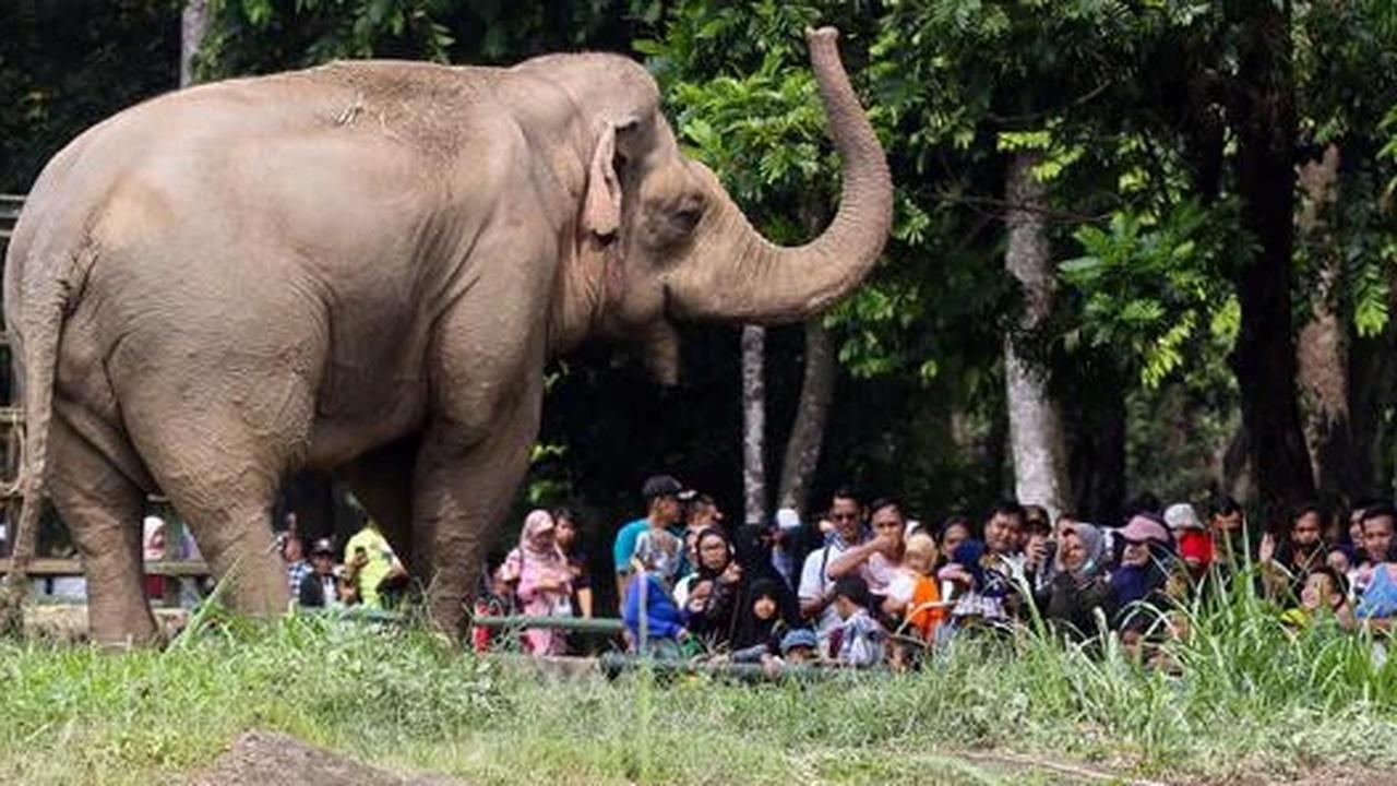 Libur Natal 2025, Pengunjung Ragunan Diprediksi Tembus 50 Ribu Hari Ini