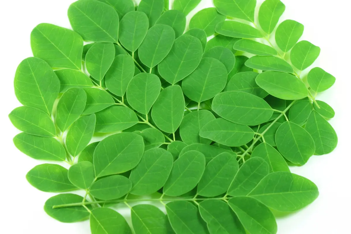 Daun kelor (iStockphoto)