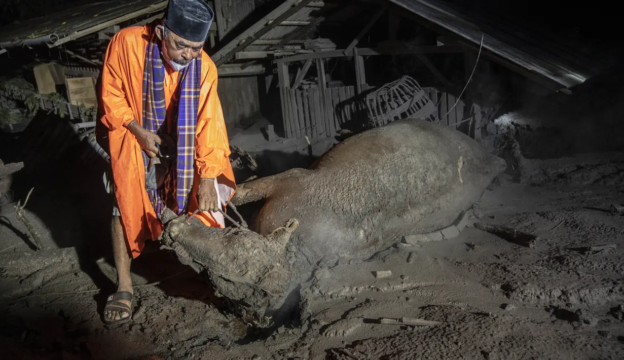 Seorang warga memeriksa ternak yang mati di dekat pemukiman warga yang tertimbun abu vulkanik pasca erupsi Gunung Semeru di Desa Sumber Wuluh, Lumajang, Minggu (5/12/2021). (AFP/Juni Kriswanto)