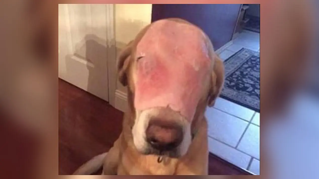 Dikira Kena Luka Bakar Serius, Ternyata Anjing Ini...