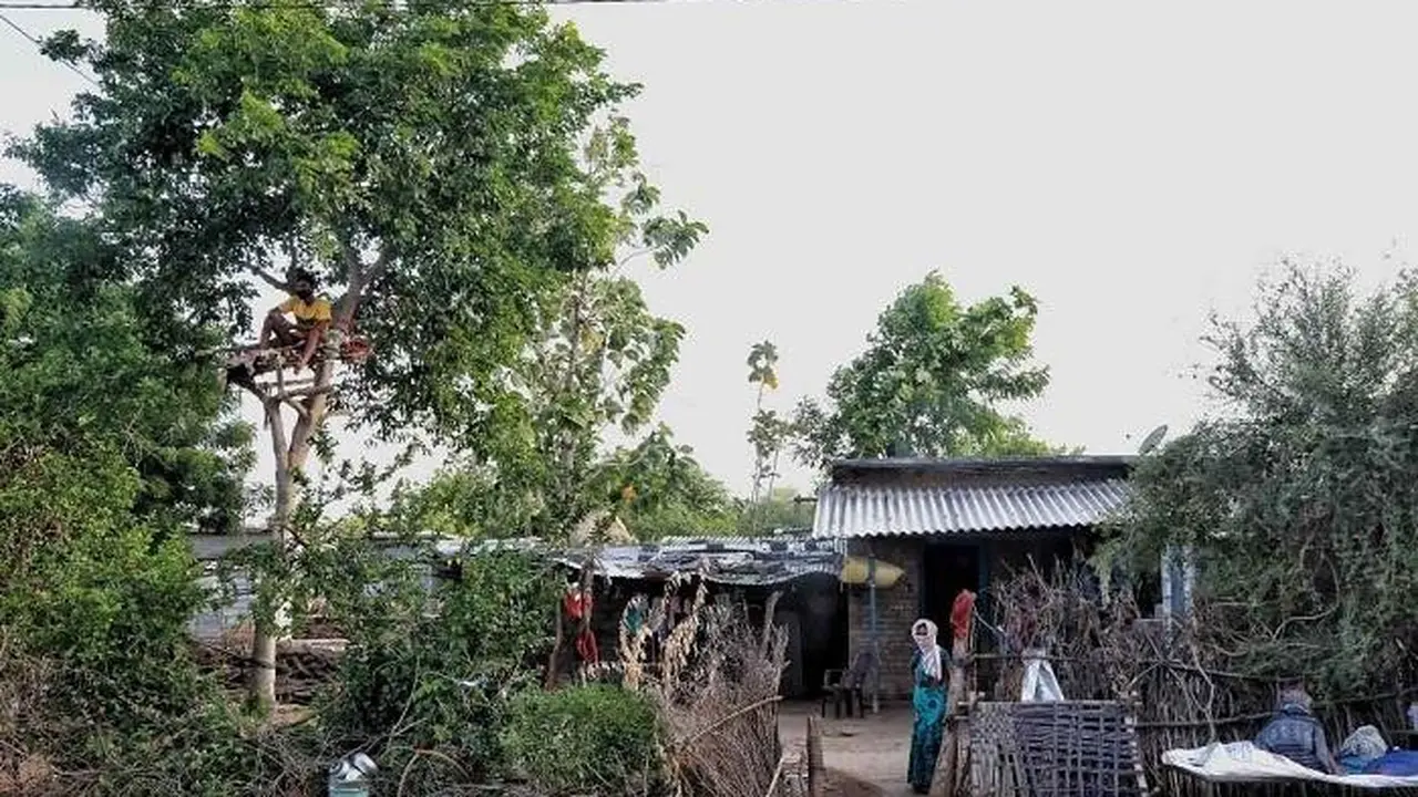 Kisah pria India menjalani isolasi mandiri di atas pohon.