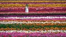 Dengan lebih dari 5 juta tulip yang tersebar di lahan seluas 27 hektar, festival ini menampilkan lebih dari 70 varietas tulip dalam berbagai bentuk dan warna, termasuk varietas khusus yang unik dan memukau. (Darryl Dyck/The Canadian Press via AP)