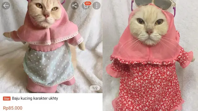 Ingat ya Para Pemilik Anabul, Kucing Sangat Benci 5 Hal yang Sering Kamu Lakukan Terhadap Mereka