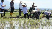 Jadi Salah Satu Lumbung Padi Nasional, Banyuwangi  Gerakan Menanam Padi Serentak