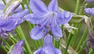 7 Tanaman Hias dengan Bunga Berwarna Biru, Percantik Fasad Rumah