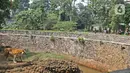 Wisatawan melihat harimau saat berkunjung ke Taman Margasatwa Ragunan, Jakarta, Sabtu (1/8/2020). Di masa pandemi corona ini, Ragunan sepi pengunjung di libur panjang Idul Adha 1441 H dibandingkan tahun lalu. (Liputan6.com/Herman Zakharia)