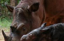 Kabar Gembira, Seekor Badak Sumatera Lahir di Taman Nasional Way Kambas