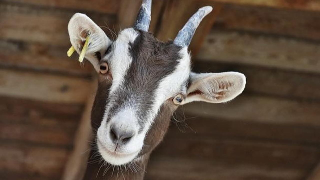 Tips Memilih Kambing Kurban