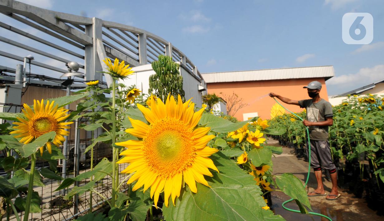 Pekerja menyiram tanaman bunga matahari di Bogor Sky Garden, Mall BTM, Kota Bogor, Jawa Barat, Minggu (13/06/2021). Taman bunga matahari di atap gedung pusat perbelanjaan itu menjadi lokasi wisata alternatif secara gratis bagi pengunjung dalam mengisi libur akhir pekan. (merdeka.com/Arie Basuki)