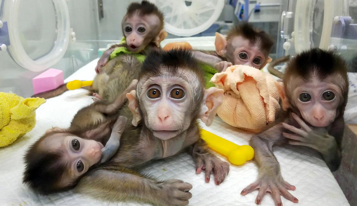 Foto Menggemaskannya Monyet Monyet Hasil Kloningan Untuk Gangguan