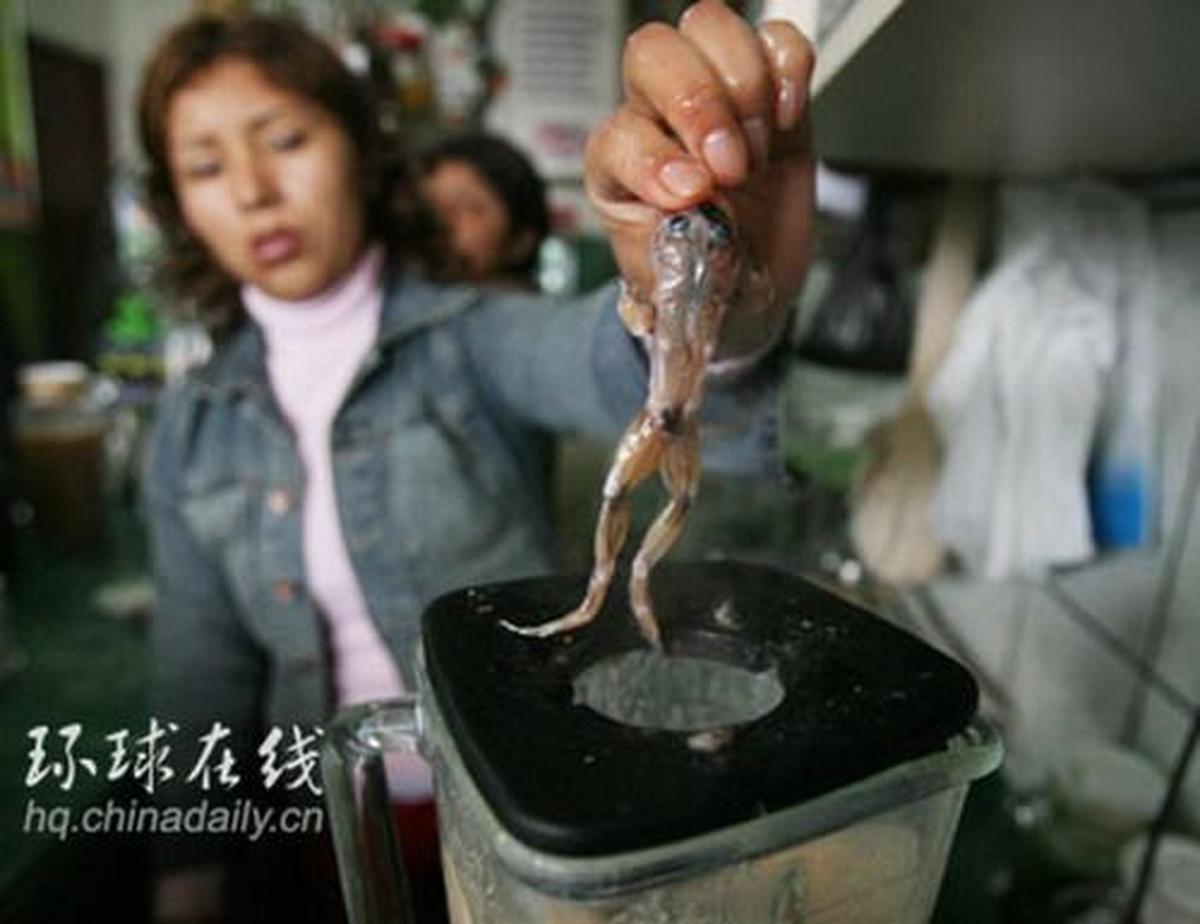 Katak yang dikuliti dalam kondisi hidup tersebut kemudian dimasukkan ke dalam blender. Yakzzzz!!!!!!!