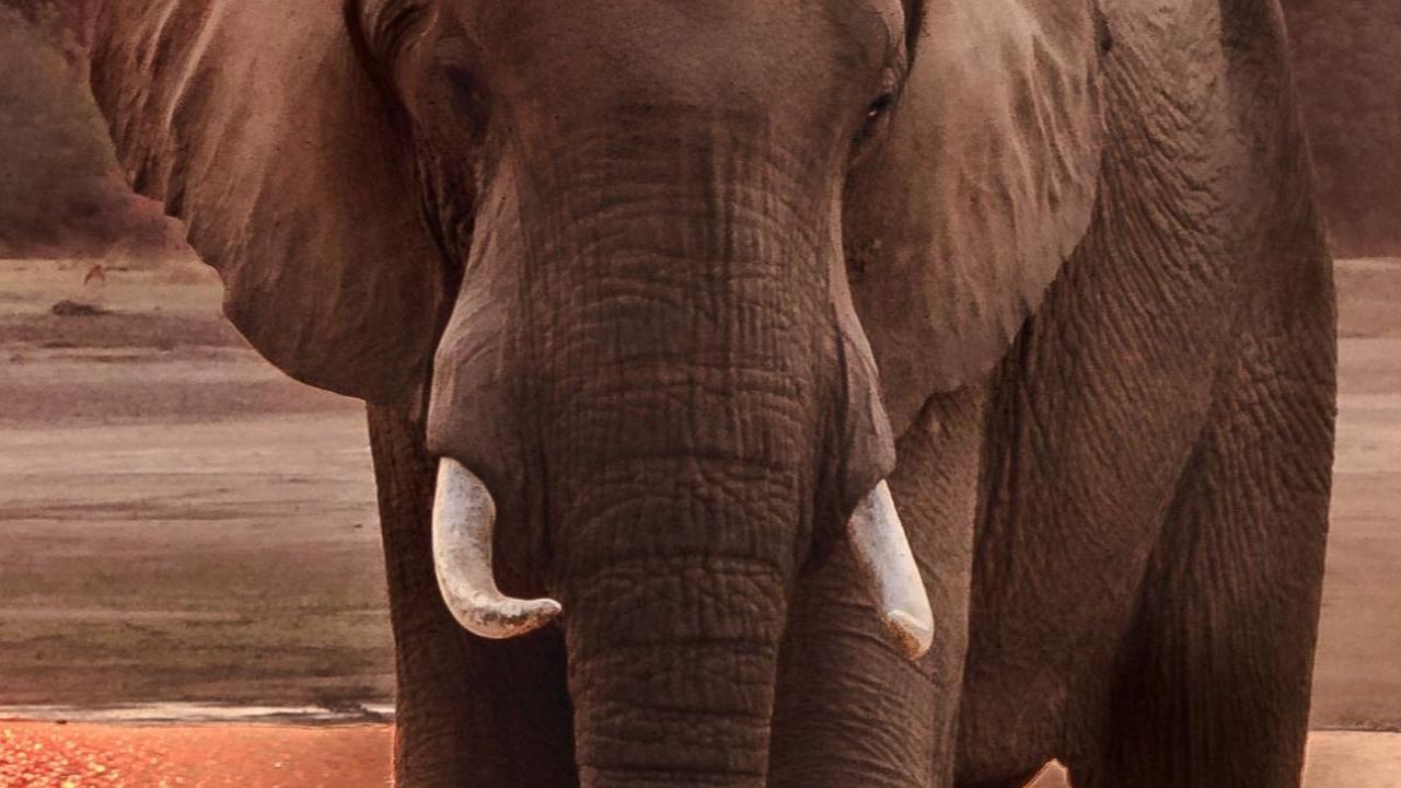 2. Gajah<br>