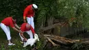 Petugas menangkap angsa untuk didata saat Swan Upping di Shepperton, Inggris (18/7). Acara ini merupakan tradisi tahunan untuk menghitung jumlah angsa di Inggris. (REUTERS/Toby Melville)