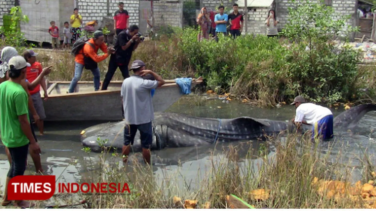Dua Hiu Tutul Ditemukan Mati di Perairan Gresik