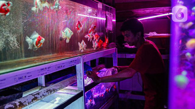 Ekspor Ikan Hias Indonesia