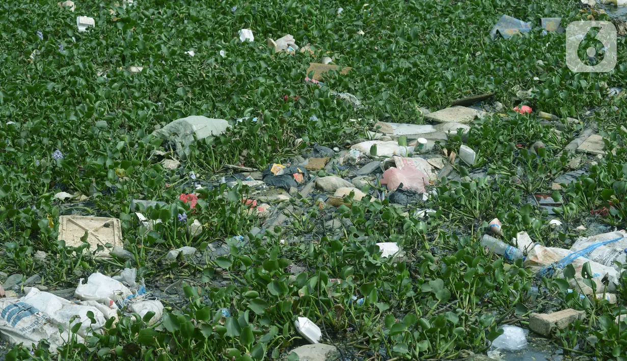 Enceng gondong terlihat di kali Prancis, Dadap, Tangerang, Banten, Selasa (23/11/2021). Kali yang dipenuhi sampah dan eceng gondok (Eichhornia crassipes) menimbulkan bau tidak sedap bagi masyarakat sekitar dan membuat aliran menjadi terhambat. (merdeka.com/Imam Buhori)