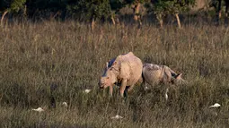 Seekor badak bercula merumput di suaka margasatwa Pobitora, pinggiran Gauhati, India, Selasa (10/11/2020). Suaka yang terkenal dengan populasi badak bercula satu di India tersebut dibuka kembali untuk wisatawan setelah ditutup selama lebih dari 6 bulan akibat pandemi corona. (AP Photo/Anupam Nath)
