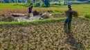 Petani memanen padi di lahan yang mengalami gagal panen di Desa Weninggalih, Kecamatan Jonggol, Kabupaten Bogor, Minggu (5/7/2026). (Merdeka.com/ Arie Basuki)