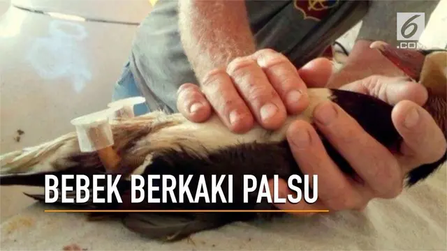 VIDEO: Bebek Malang Berjalan dengan Kaki Palsu