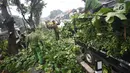 Petugas menebang dahan pohon di kawasan Tanjung Barat, Jakarta, Kamis (16/11). Penebangan dilakukan sebagai langkah antisipasi untuk mencegah pohon agar tidak tumbang saat hujan. (iputan6.com/Immanuel Antonius)