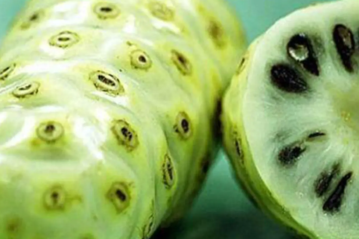 Mengkudu