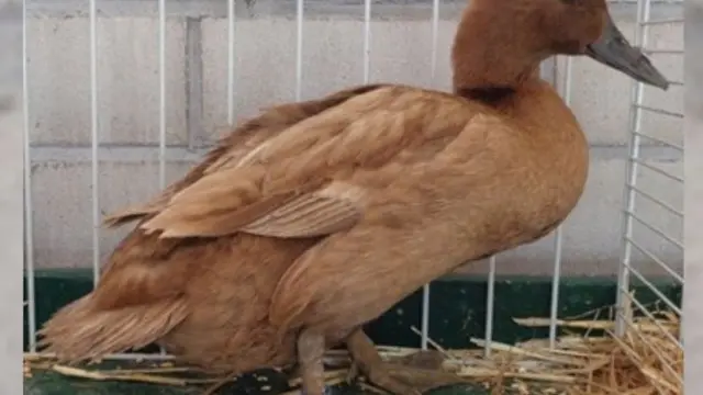 Bebek Khaki Champbell/Foto: Commons Wikimedia by Uikitireza/CC BY-SA 4.0
