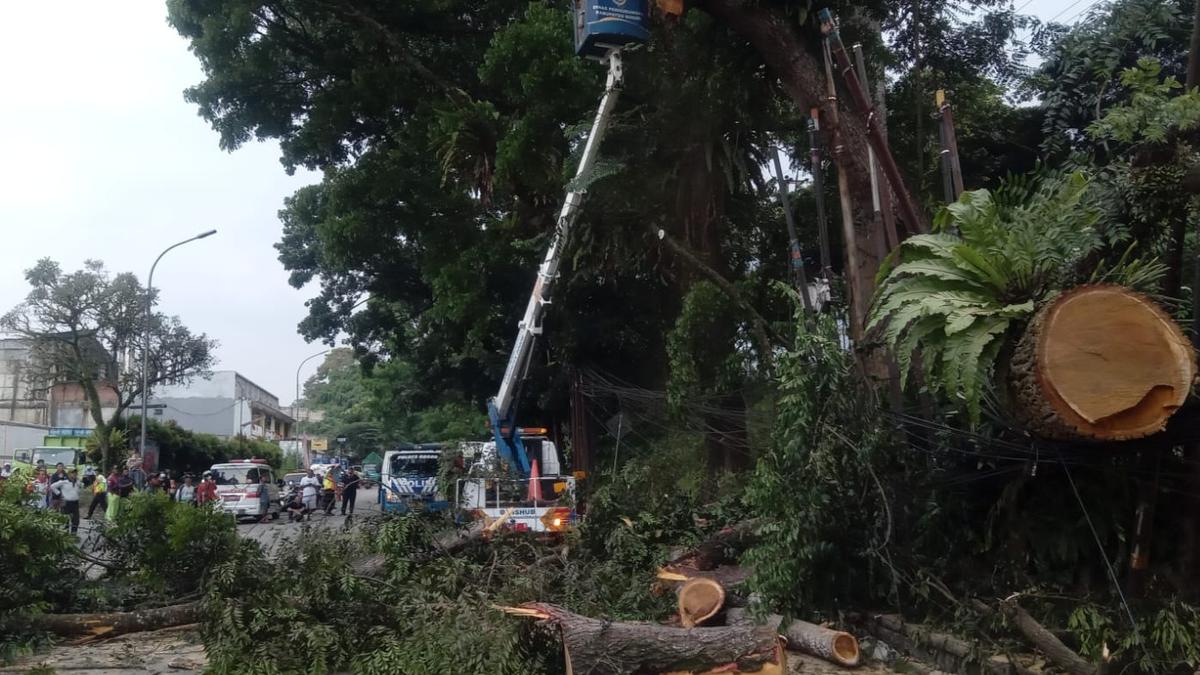 Pohon Tumbang Timpa 2 Mobil di Jalan Bogor-Sukabumi, 2 Orang Luka-luka