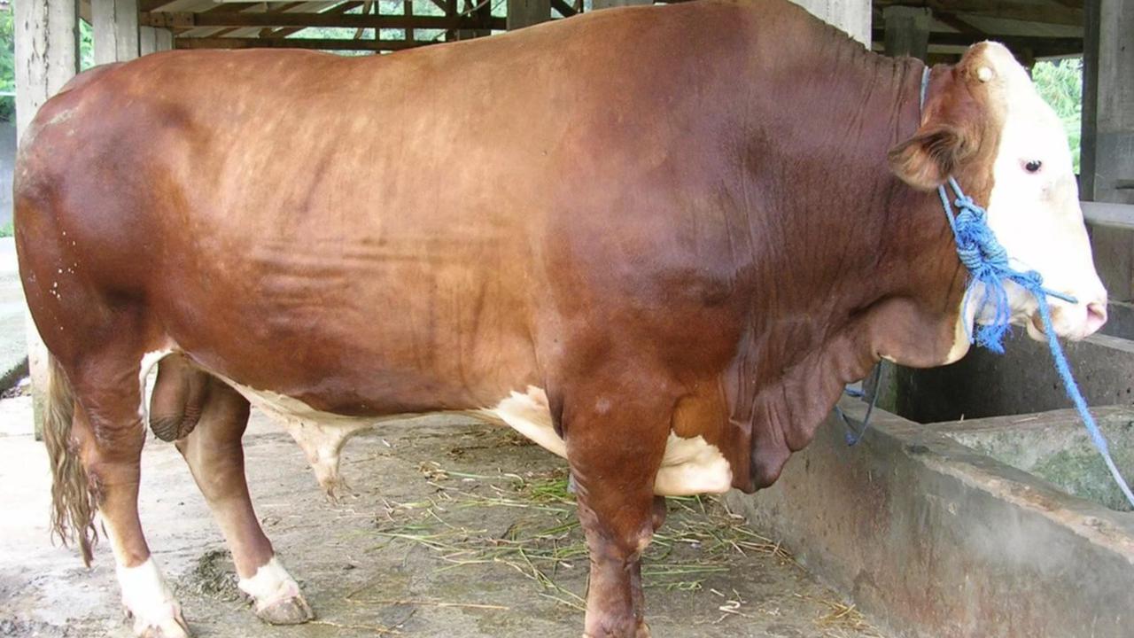 ilustrasi sapi limousin