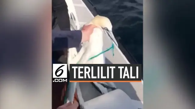 Penyelamatan dua ekor burung gannet yang terlilit tali plastik pada paruh dan sayap. Momen ini terjadi di sekitar Isle of Noss, Skotlandia.