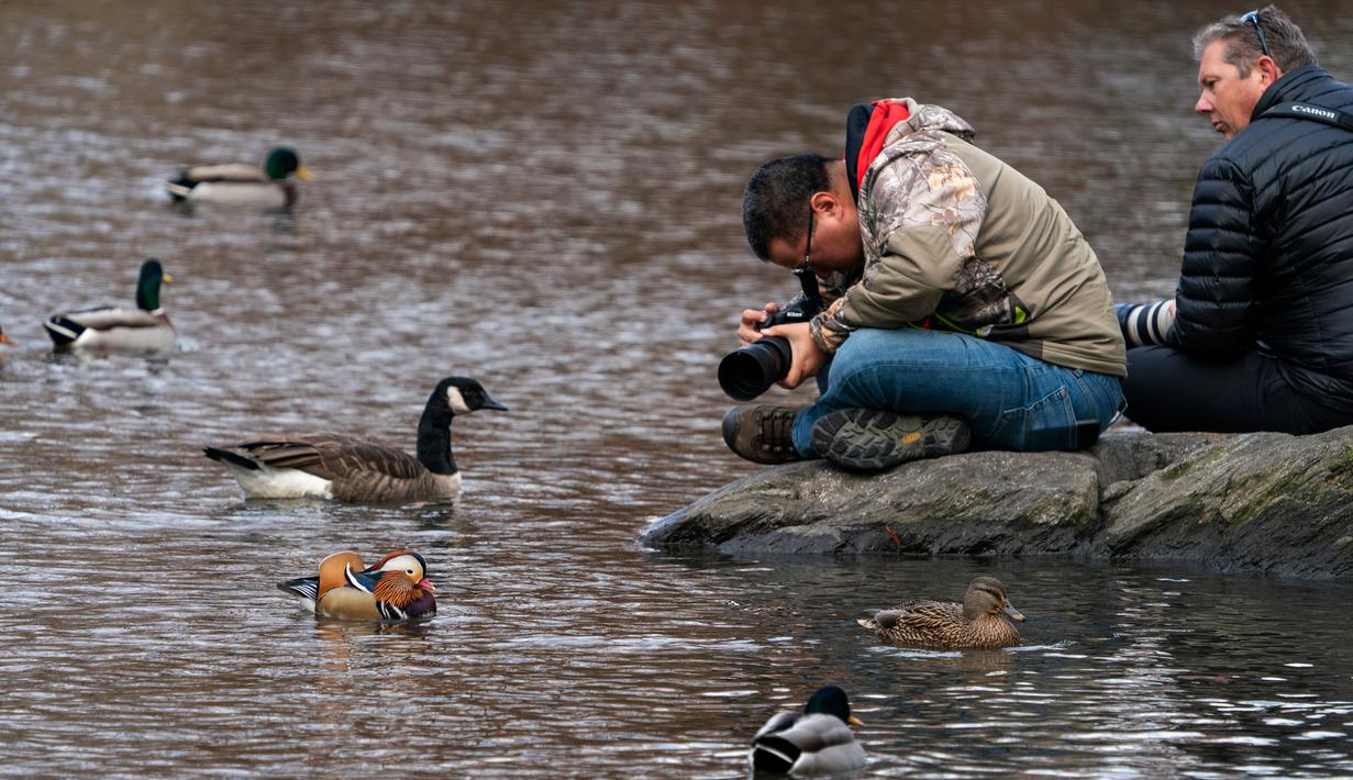 Fotografer mengambil gambar bebek mandarin yang muncul di sebuah kolam di Central Park, New York, Selasa (27/11). Penampilannya yang cantik dan kemunculannya yang secara tiba-tiba menjadikan bebek tersebut populer beberapa pekan lalu. (Don EMMERT / AFP)
