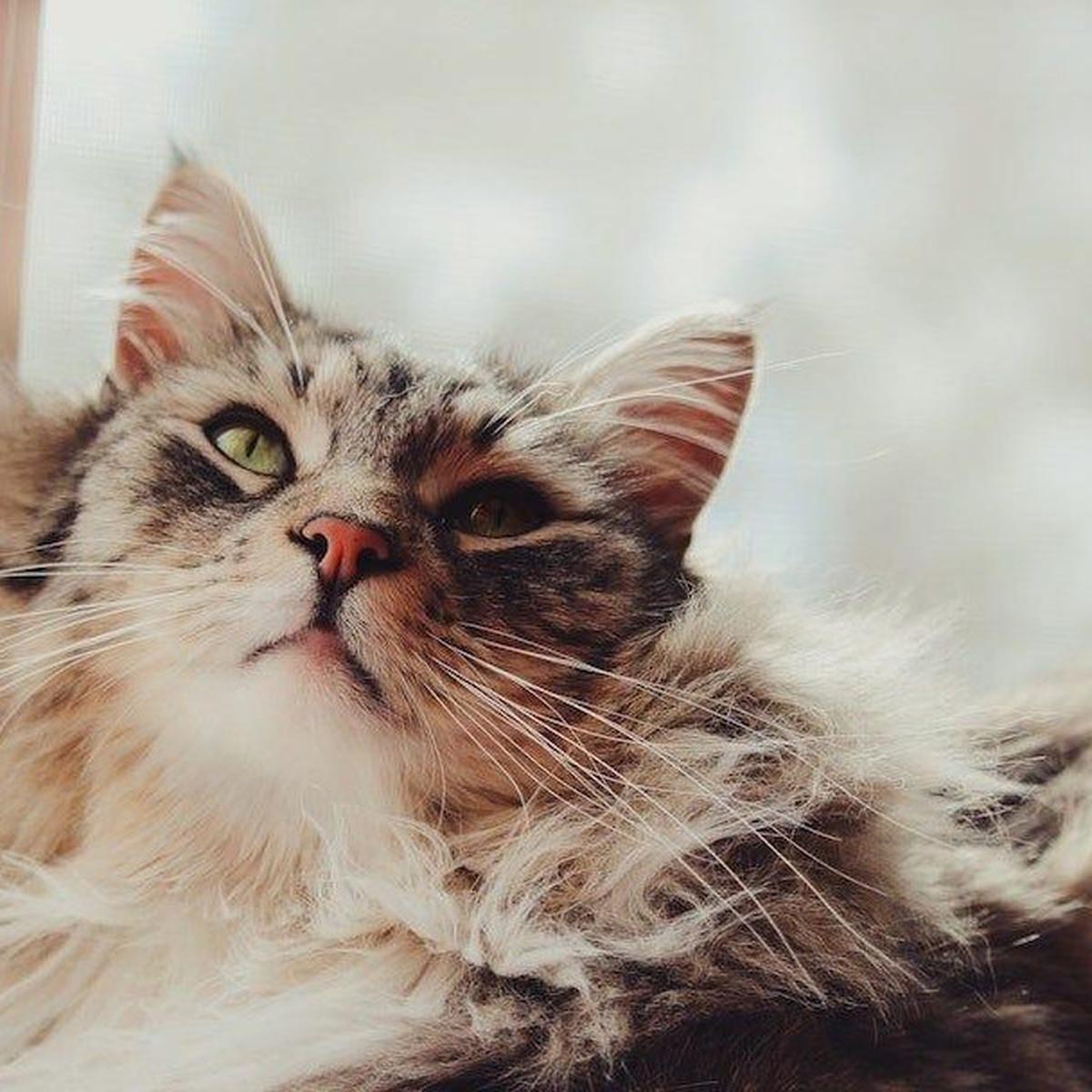 Ilustrasi Kucing Moggy