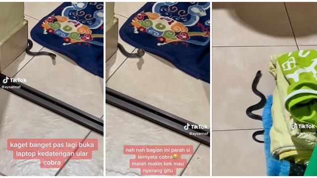 Pertama Kali Masuk Rumah, Anak Ular Kobra Ini Dituntun Keluar Tanpa Menyerang