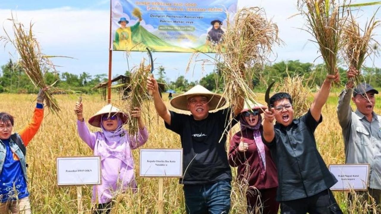 Kolaborasi OIKN-IPB Sukseskan Panen Padi Gogo Nusantara 20 Hektare, Hasilkan Beras Pulen dan Gurih