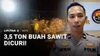 Berdalih tidak tahan dengan rengek tangis anaknya minta uang jajan, seorang pria di Kabupaten Lampung Timur, Lampung, nekat mencuri buah sawit. Tak tanggung-tanggung buah sawit yang dicuri sebanyak 3,5 ton.