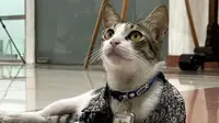 Kucing Soleh diangkat jadi Penyuluh Ahli Meow. (Dok: Instagram solehthecat)