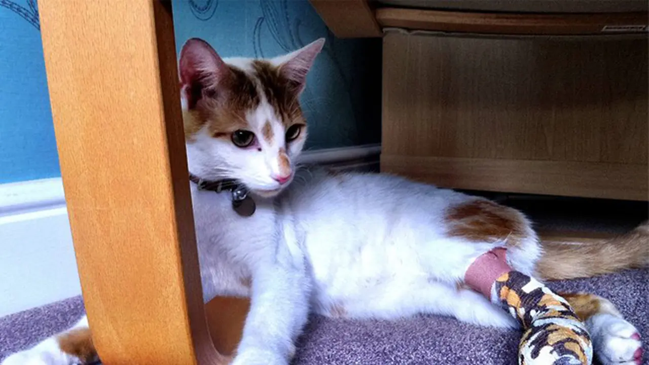 Alami Kekerasan, Kucing Ini Dapat Sumbangan Rp 134 Juta