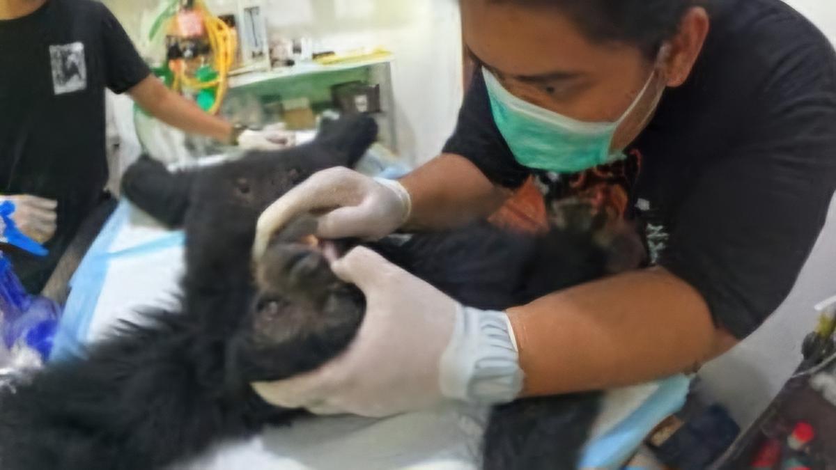 Tragis, Siamang Betina Ditembak Berkali-kali hingga Peluru Bersarang di Kepala