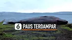 THUMBNAIL PAUS