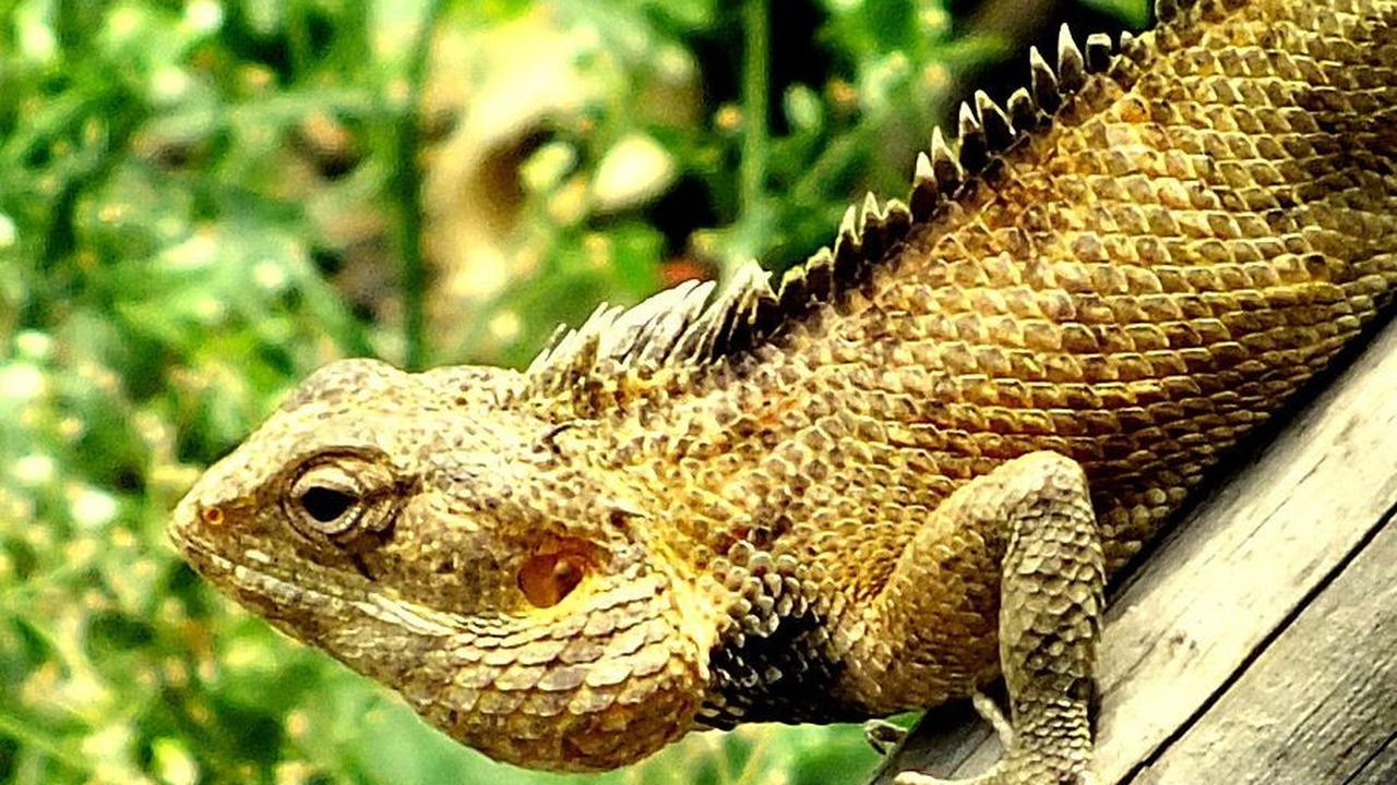 3. Populasi Calotes Wangi yang Terancam<br>