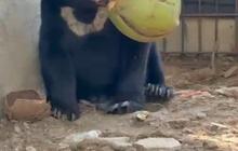 Beruang Madu Kecil Itu Kini Menanti Jalan Pulang