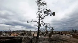 Sisa-sisa pohon yang hangus akibat kebakaran hutan di lingkungan Beacon Hill dari Fort McMurray, Alberta, Kanada, (9/5). Kebakaran ini menghanguskan 7.500 hektare lahan. (REUTERS/Chris Wattie)