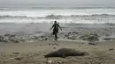 Seorang pria berjalan melewati bangkai singa laut di pantai Los Delfines yang berserakan sampah, di distrik Ventanilla, Callao, Peru, Rabu, 2 Agustus 2023. (AP Photo/Martin Mejia)